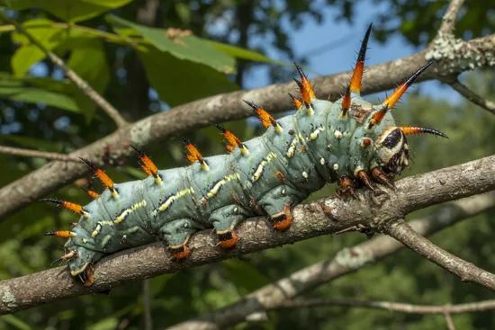 Huge blue-green hickory horned devil caterpillar with orange and black horns on a branch