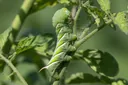 A Visual Guide to Caterpillar Identification