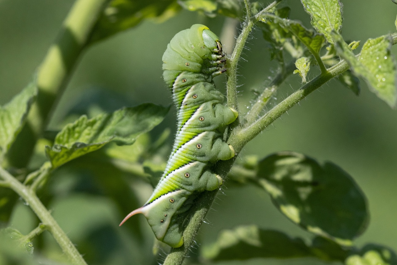A green tomato hornworm caterpillar with white stripes and a tail horn climbs a fuzzy plant stem.