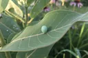 An Awesome Explanation of the Life Cycle of a Caterpillar