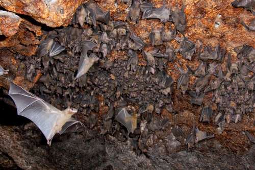 Egyptian fruit bat