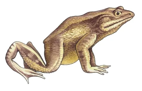 Goliath frog - Conraua goliath