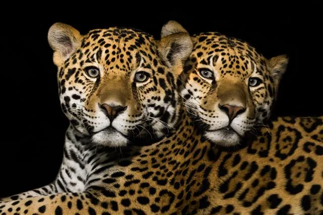 Pair of jaguars together in the wild