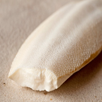 Cuttlefish bone, white oval cuttlebone with ridged surface