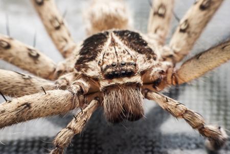 Close-up of a wolf spider showing its prominent eye arrangement