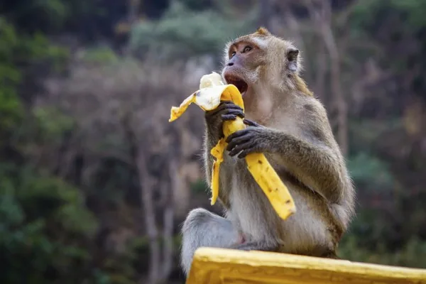 Monkey eating a banana, carefully peeling the skin first