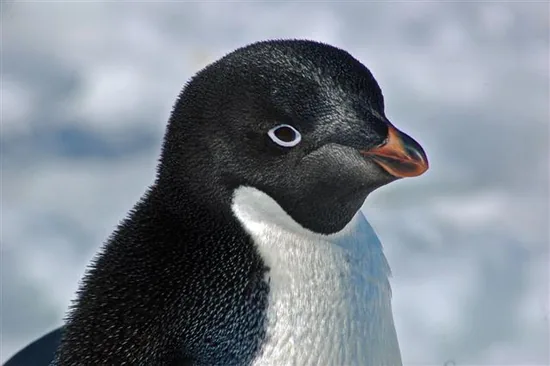 Penguin on the Antarctic ice