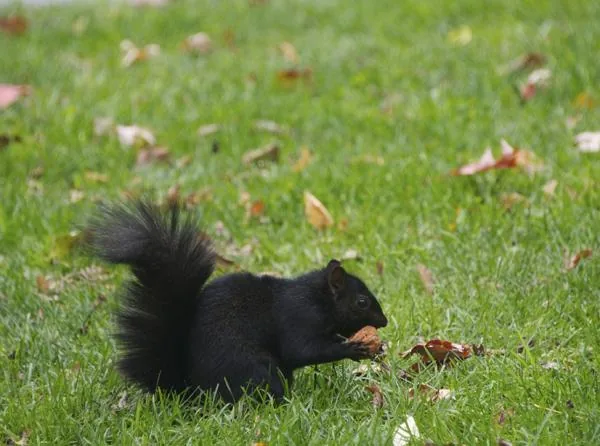 Black squirrel sitting upright in an urban park