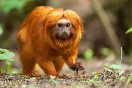 Golden lion tamarin with bright orange fur