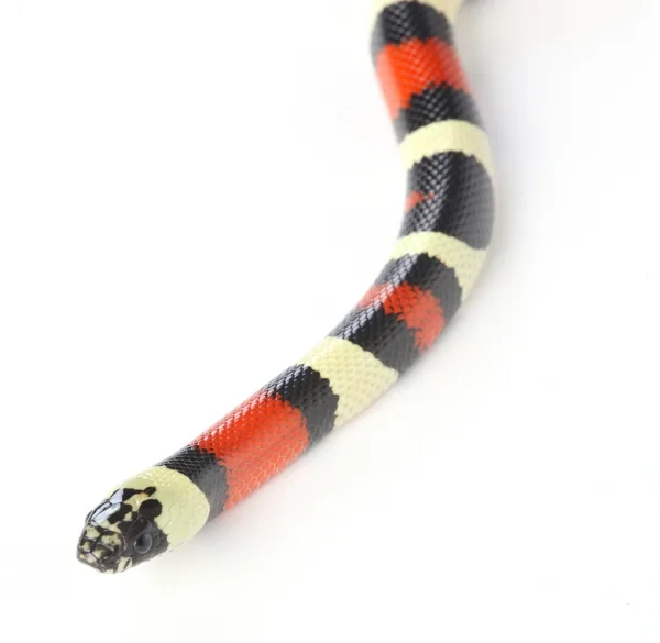 A banded milk snake whose head is the same width as its body, a no-neck look