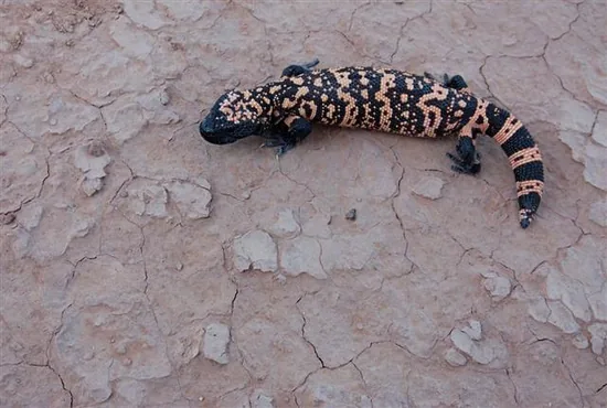 Gila Monsters and Beaded Lizards (Helodermatidae)
