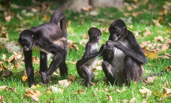 Geoffroy's Spider Monkey (Ateles geoffroyi) in a tree