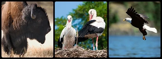 European bison, white stork and Bielik eagle of Poland