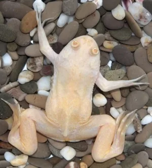 Albino African clawed frog