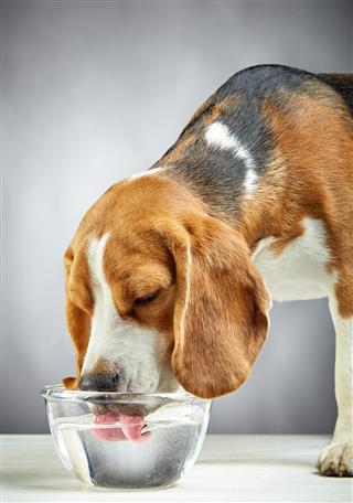 A beagle dog drinking water from a bowl, pets need food and clean water given to them in time.