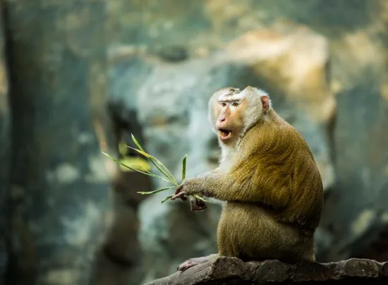 Monkey
