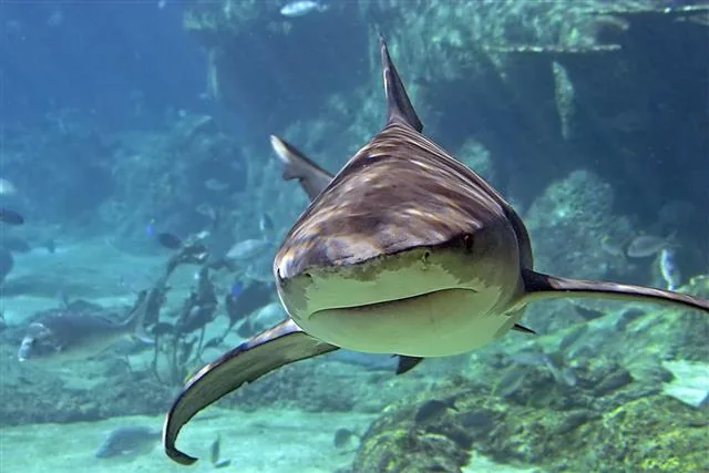 A shark cutting through the water, its prominent dorsal fin slicing the surface