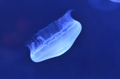 Moon Jellyfish