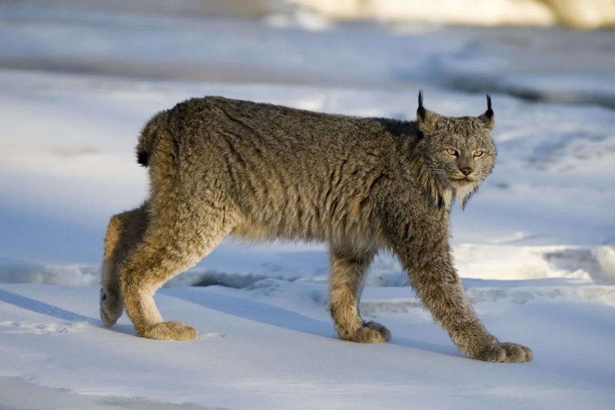 A Canadian lynx walking across snow, with a thick pale coat, big furry paws, and tufted ears