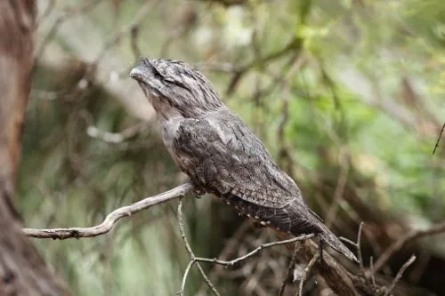 Tawny frogmouth blending into a tree