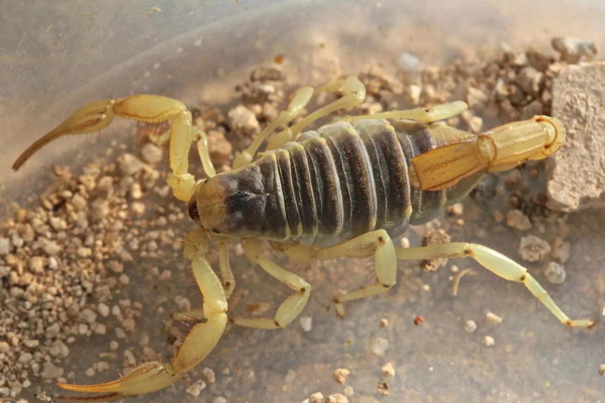 Arizona bark scorpion on desert sand near rocks