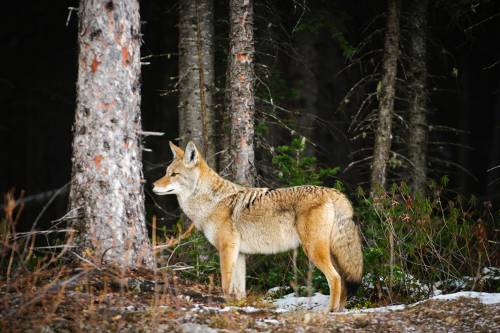 A coyote in the wild, showing its grayish-brown fur coat
