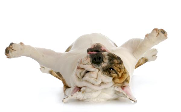 Dog upside down