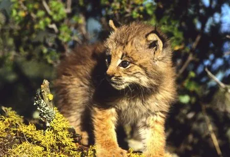 Cute lynx kitten