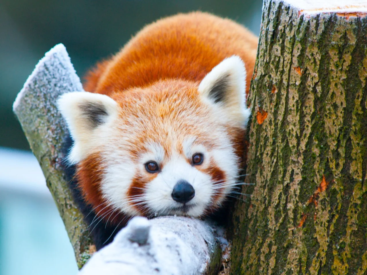 Red panda lying on a branch, these animals spend most of their time alone in trees