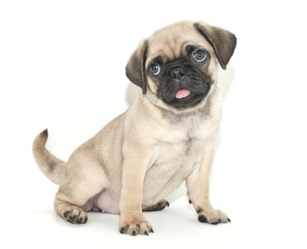Pug puppy