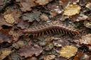 Did You Know These Facts About Creepy-crawly Centipedes?