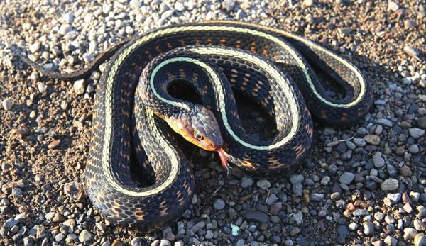 Yellow Racer, a nonvenomous snake