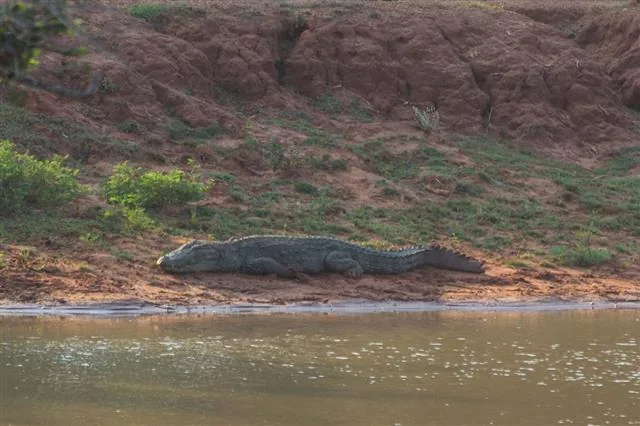 A mugger crocodile in India