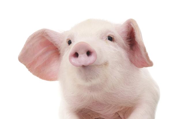 Cute pig