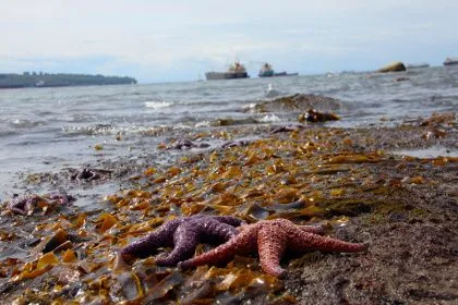 Several starfish clustered together on a rocky beach at low tide