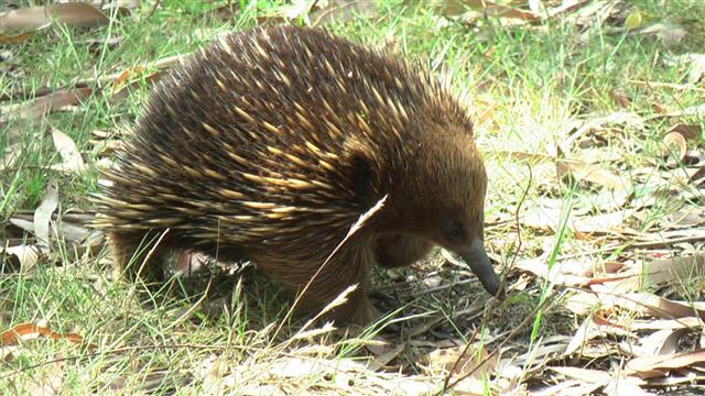 Echidna