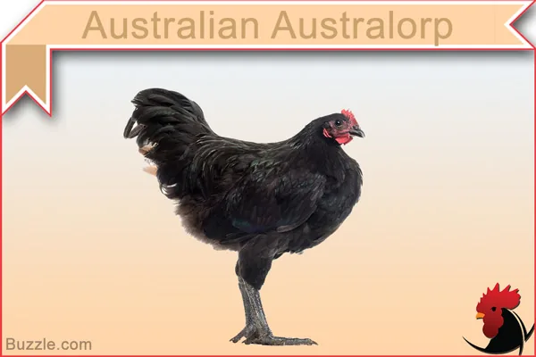Australian Australorp chicken