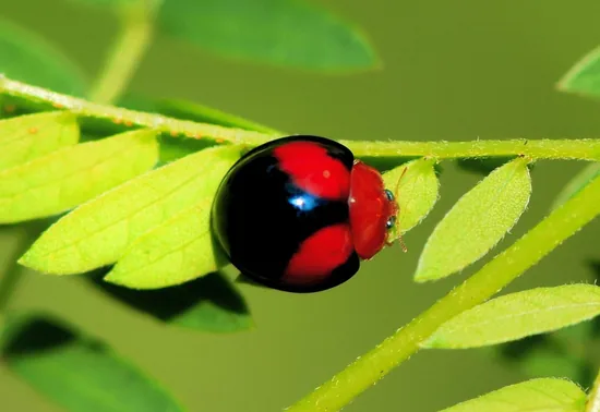 A small red-and-black Vedalia-type ladybug