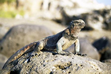 A marine iguana on a rock, showing its four strong limbs