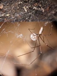 Daddy long-legs spider making a web ball during mating season
