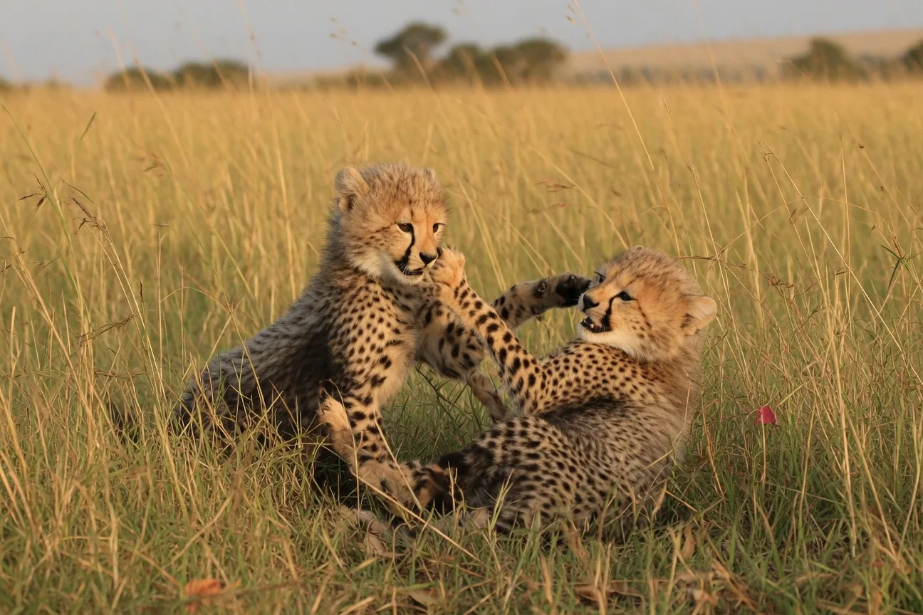 Two cheetah cubs playing together in African savanna grass