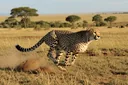Marvelously Staggering Facts About the Cheetah