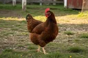 An Awesome List of Different Types of Chickens With Pictures