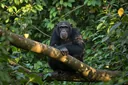 Chimpanzee Adaptations