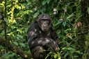 Chimpanzee Diet: Facts About How They Hunt and What They Eat