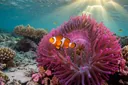 The Enigmatic Relationship Between Clownfish and Sea Anemone