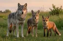 Coyote vs. Wolf vs. Fox: A Complete Comparison