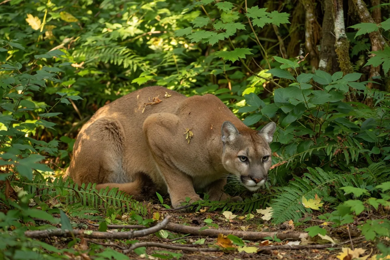 A cougar crouching low in dense forest undergrowth, using vegetation as stalk cover while hunting