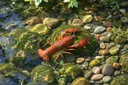 Crayfish Habitat: Where Do Crayfish Live?