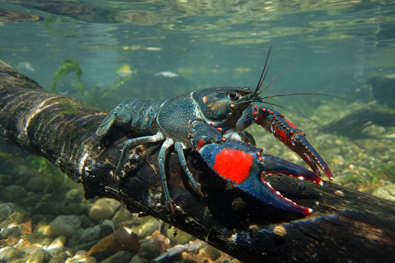 A red-claw crayfish (Cherax quadricarinatus) resting on a submerged log, one of Australia's most distinctive crayfish species